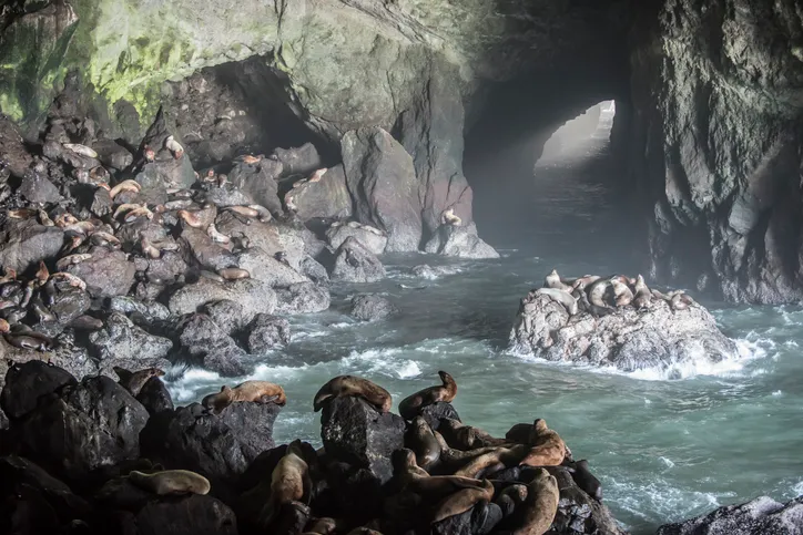 Sea Lion Caves
